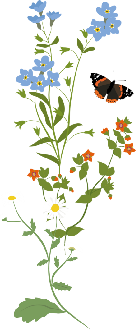 Wildflowers illustration