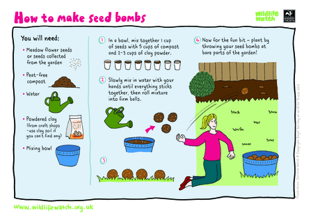 seed bomb