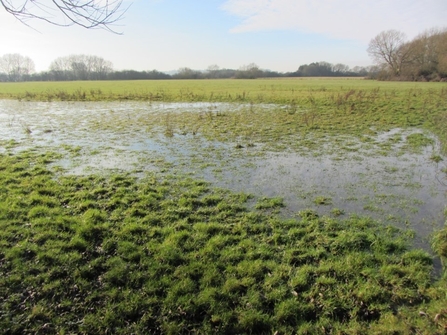 flooded field