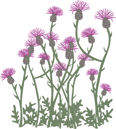 Wildflower illustration