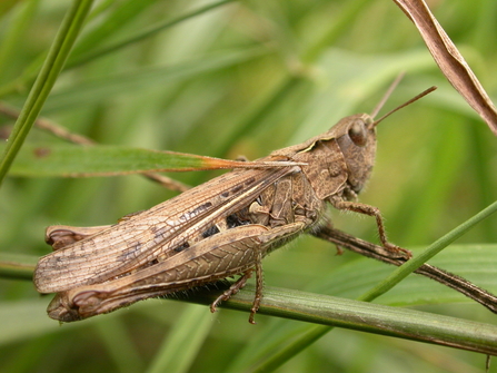 Field grasshopper on grass
