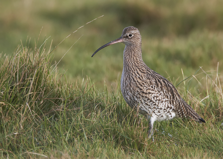 curlew in field