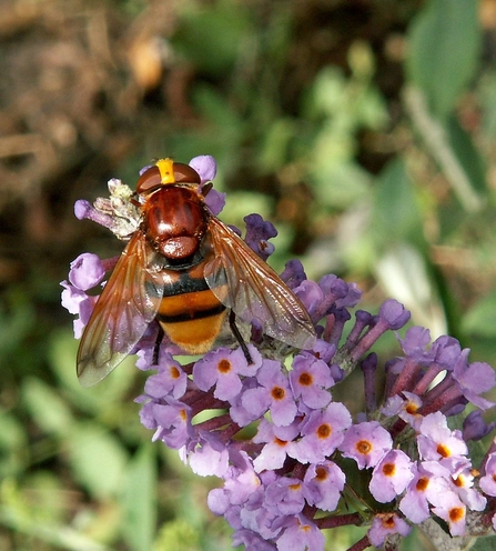 Hornet mimic hoverfly perched on purple flowers