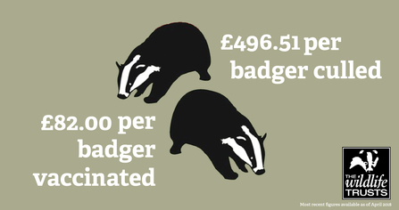 Badger culling the wildlife trust