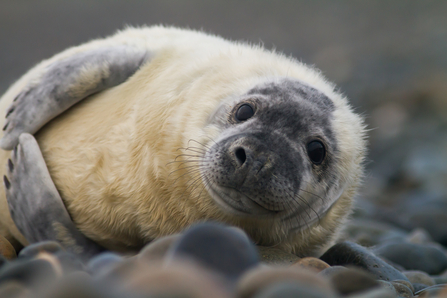seal pup