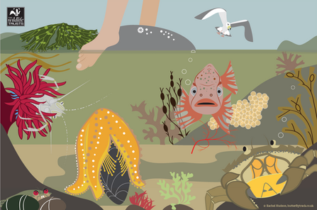Rockpool horror show illustration
