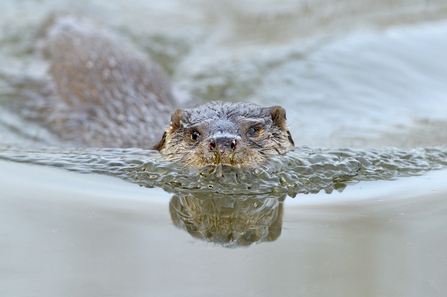 otter wildlife trust