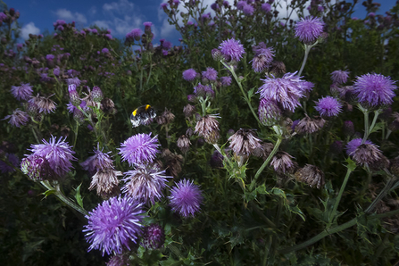 Bumblebee approaches wildflowers