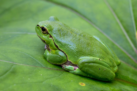 Common tree frog