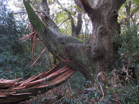 Idehurst oak, Sussex