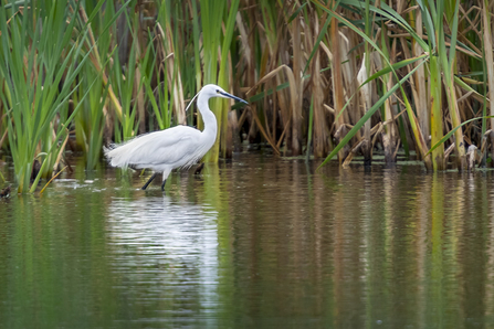 Little egret wading through water 