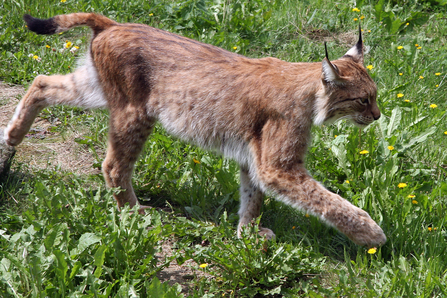 Lynx 