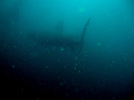 Basking shark