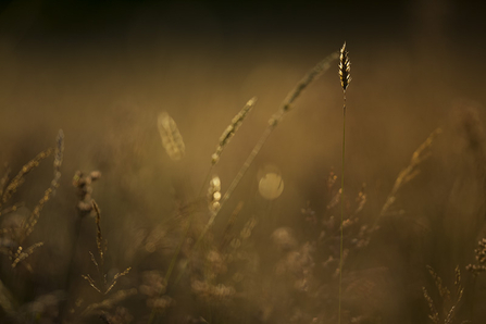 meadow