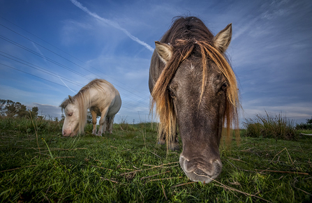 Two ponies graze