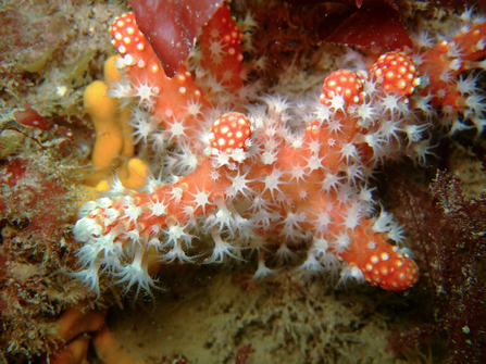 Red sea fingers