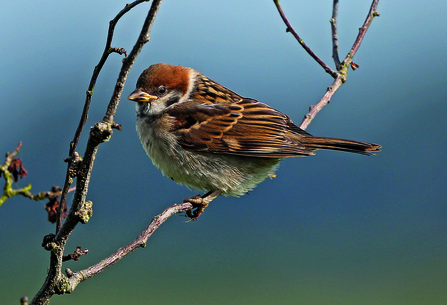 Tree sparrow on Vine House Farm