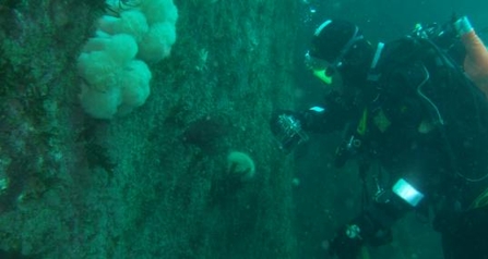 Diver on an underwater survey
