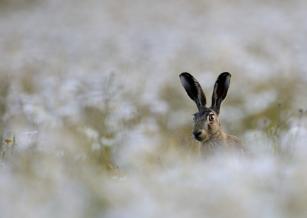 hare
