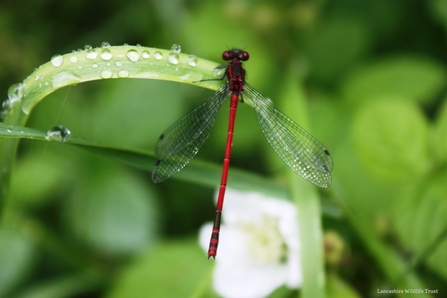 red damselfly