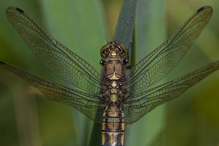 Black-tailed skimmer - Neil Aldridge