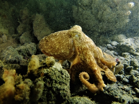 Curled octopus