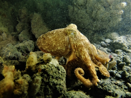 One of UK's largest seagrass beds discovered off Cornwall, Cornwall