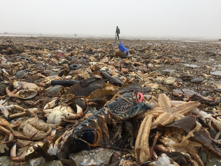 Mass stranding of marine life