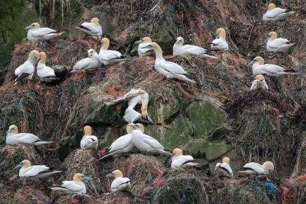 Plastic build up in gannet nests
