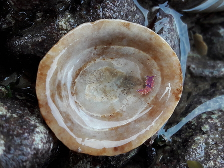 Sea slug (Edmundsella pedata)
