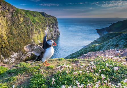 Puffin on Skomer Island, managed by WTSWW