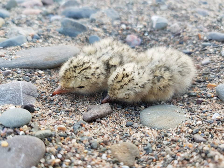 Little tern chicks