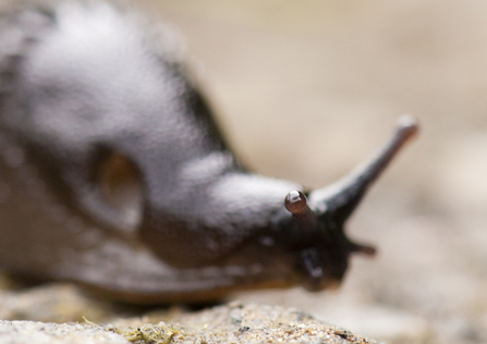avon wildlife trust