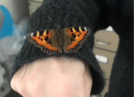 Small tortoiseshell in a building