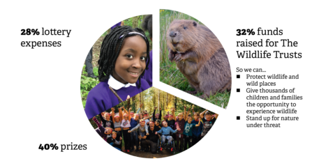 Pie chart showing distribution of funding generated by our lottery. 32% funds raised for The Wildlife Trusts. 40% funds prizes. 28% funds lottery expenses.