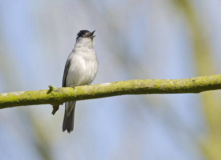 Singing blackcap