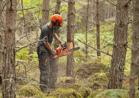 Man using a chainsaw on a tree