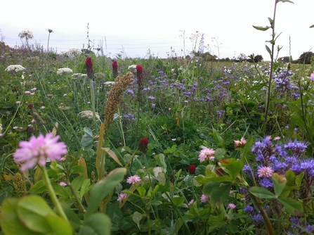 Wildflowers at Lower Smite Farm