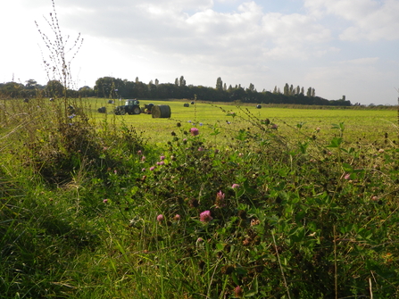 Baling legume herb mix at Lower Smite Farm