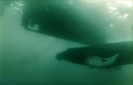 Humpback Whale (c) Colin Munro