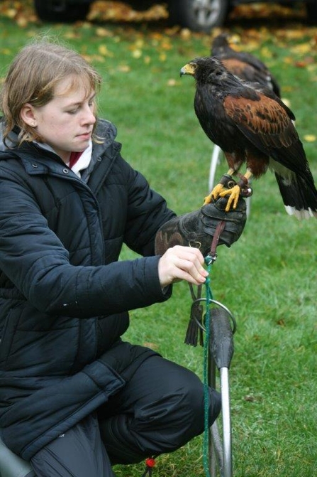 Florrie untying a harris hawk from its perch