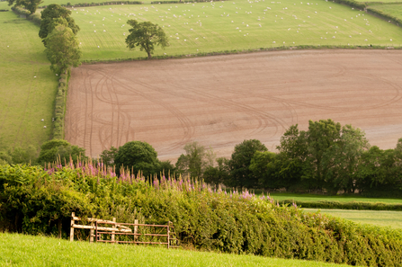 A patchwork of fields