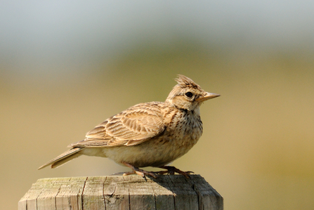 Skylark perched on a fence post