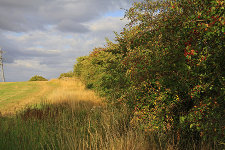 Thick hedges besides a farm field