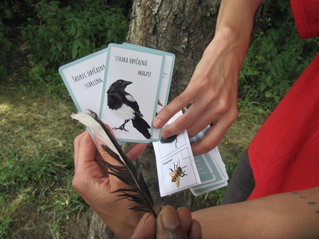 A magpie and starling wildlife explorer cards