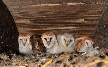 Five barn owl chicks in a nest box