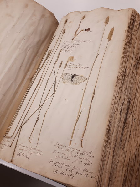 Rev Adam Buddle's herbarium
