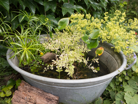 How To Create A Mini Pond The, How To Build A Small Garden Pond From Container Uk