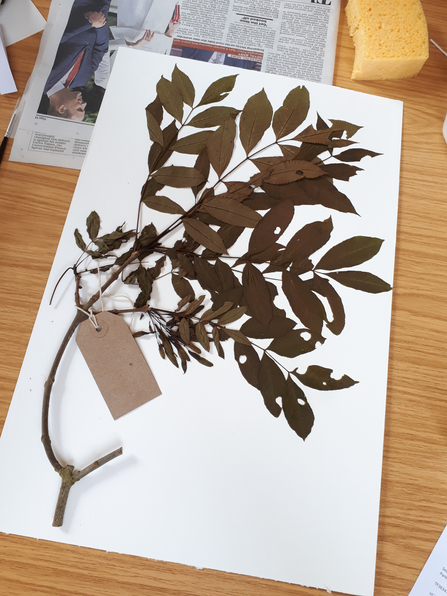 Rachel's ash tree specimen