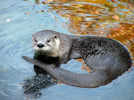 otter